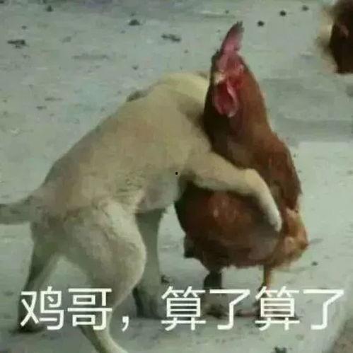飞哥爆料整只鸡视频播放,整只鸡视频播放背后的惊人真相  第2张
