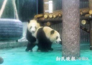 上海熊猫爆料事件最新,真相与争议交织的动物保护风波  第2张