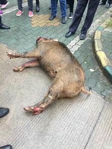 武汉野猪爆料事件视频最新,真相与谣言的较量  第1张